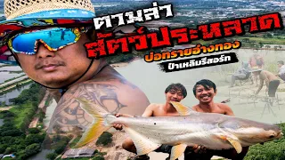 ตามล่า สัตว์ประหลาด บ่อทราบอ่างทอง ป๋าเหลิมรีสอร์ท