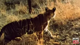 النمر مفترس خطير HD 
