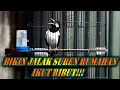 Download Lagu MERANGSANG BUNYI JALAK SUREN dengan SEKALI DENGAR LANGSUNG GACOR #jalaksuren
