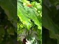 Download Lagu Gerimis di kala kemarau berarti bagi tanaman walau setetes#petani #alam#air #tanaman#gerimis #shorts