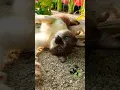 Download Lagu MENIKMATI ANGIN DI LUAR #cat #catlover #funny #cutecat #video #animasikucing