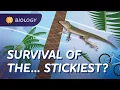 Natural Selection Life s Way of Stayin Alive Crash Course Biology