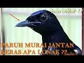 Download Lagu Bedakan Murai Batu Jantan Dan Betina, Ini Cara Yang Paling Mudah Dan Tepat