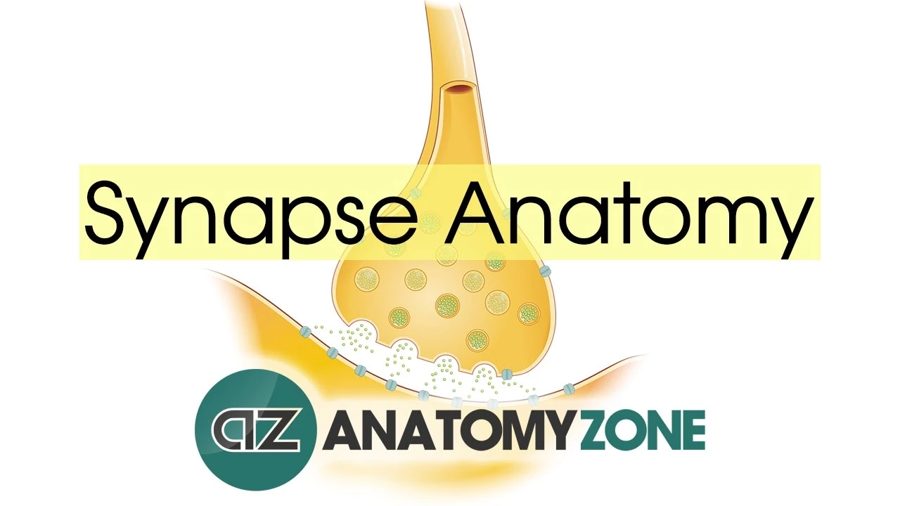 Synapse Structure - Neuroanatomy Basics
