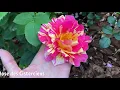 Download Lagu Notre Dame du Rosaire 🌹 Herzogin Friederike 🌹 Rose des Cisterciens 🌹кусочек LADY OF SHALOTT