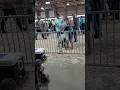 Porter County Fair 4-H Sheep Show