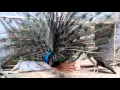 Download Lagu Burung Merak Biru