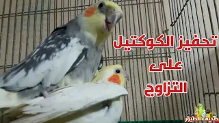 صوت لتحفيز الكوكتيل على التزاوج دندنها