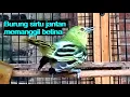 Download Lagu (Burung sirtu jantan memanggil betina) seperti ini jika burung cipoh birahi