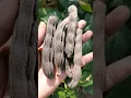 Download Lagu Black Soya Beans from my garden🥰 #shortsvideo #gardeningvideos #plant #mygarden