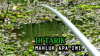 Download Beruntung nasip joran pemancing melawan tarikan liar penghuni rawa. MP3