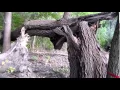 The creature of Thatcher Woods home