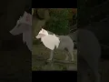 ANIMAL JAM but with realistic proportions