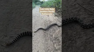 A cute little baby Southern Pacific rattlesnake #snakes #snake ￼