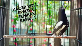 Kacer FULL ISIAN Tembakan PedAS !, Buat Kacer Lain Nyaut Bongkar Materi! Roll Tembak Speed Rapat !!!