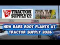 Tractor Supply Bare Roots Plants 2026
