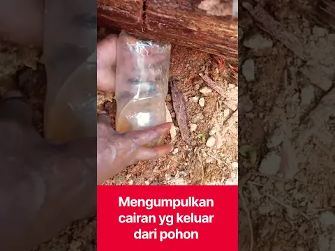 getah pohon