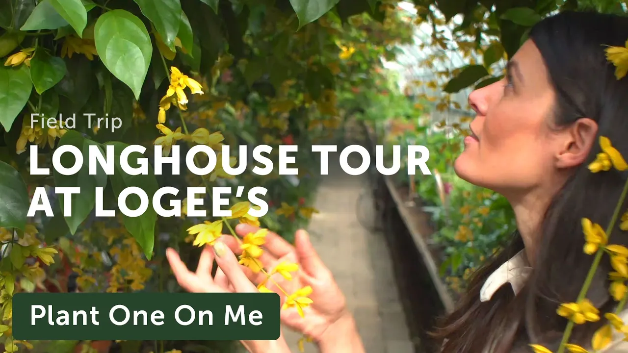 Logee's Longhouse Greenhouse Tour — Ep 171