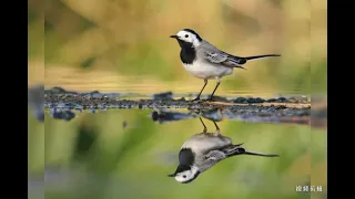 افضل صوت للصيد أم سكعكع 