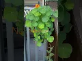 Download Lagu Nasturtium #fromseed