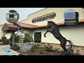 The Tack Shack of Ocala The Horse Lover s Candy Store
