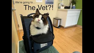 Gilligan the Boat Cat Visits the Vet