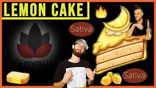 LEMON CAKE Strain Review