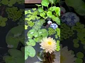 Download Lagu BEAUTIFUL LOTUS IN A SMALL FISH POND