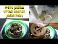 Download Lagu PAKAN ANAKAN JALAK KEBO