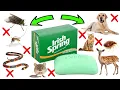 How To Get Rid of Pests Using Irish Spring Soap - MICE FLIES MOSQUITOES DEER BEDBUGS SNAKES etc