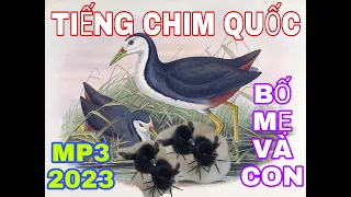 Tiếng Chim Quốc Bố Mẹ Và Con. #Kimmaosuvuong #Tiengchimquoc #Tiengchimquocbomevacon