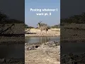Download Lagu Rare male Kudu sighting in Namibia
