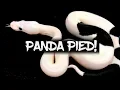 The Amazing Panda Pied Ball Python