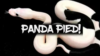 The Amazing Panda Pied Ball Python
