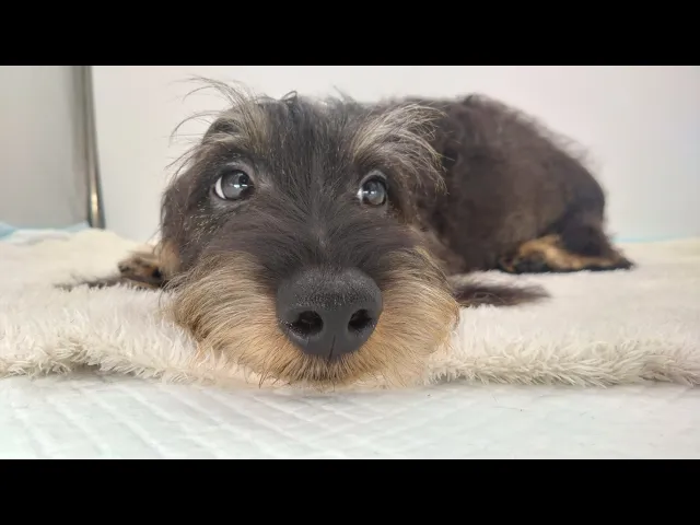 動画