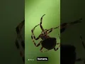 The rain spider