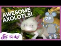 A Lot About Axolotls SciShow Kids