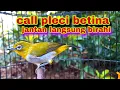 Download Lagu Pleci Betina Bustomi Memanggil Jantan Buat Pancingan Di Jamin Ampuh
