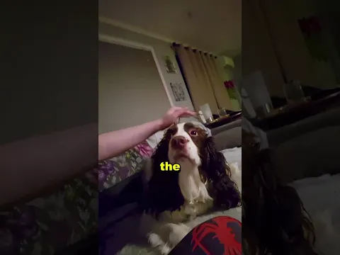 Her Dog’s Look Became More Unsettling...