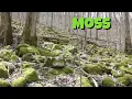 Is moss a plant