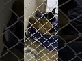 Jacksonville Animal Shelter will be getting a makeover soon