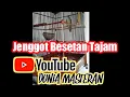 Download Lagu Cucak jenggot full Besetan tajem cocok buat masteran muray ijo kacer