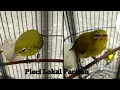 Download Lagu Suara anakan burung pleci memanggil induknya