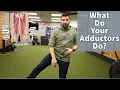 What Do Your Adductor Muscles Do - A Physical Therapist Explains