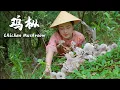 Lagu 得尝一次，终身难忘——鸡枞油【滇西小哥】