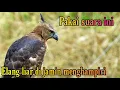 Download Lagu Suara burung elang, Teriakan burung elang memanggil teman, suara pikat ampuh burung elang #elangjawa