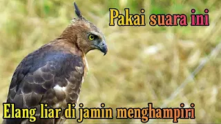 suara burung elang teriakan burung elang memanggil teman suara pikat ampuh burung elang elangjawa