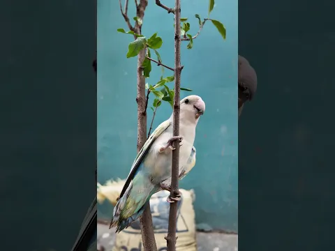 Chitti Ko Lekar Bhag Gaya 😱🦜 | #shorts #talkingparrot #viral #trending #chitti #rccar
