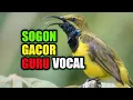 Download Lagu SUARA SOGON/KOLIBRI JAWA GACOR,GURU VOCAL