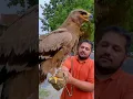 Download Lagu The World Biggest Golden Eagle